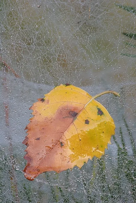  : blad, leaf