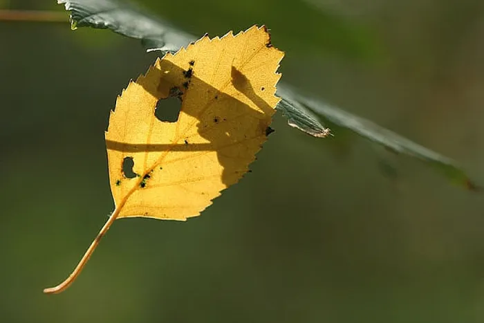  : blad, leaf