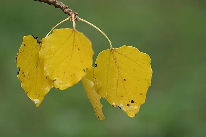 : blad, leaf : blad, leaf