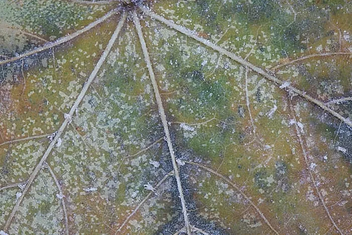  : blad, leaf
