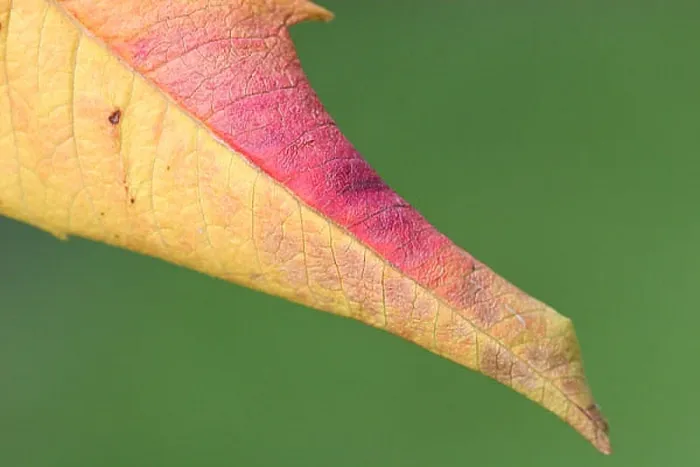 : blad, leaf