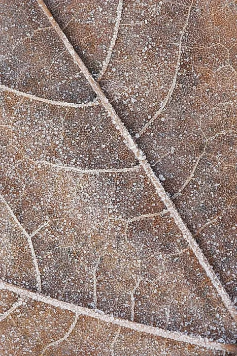: blad, leaf : blad, leaf
