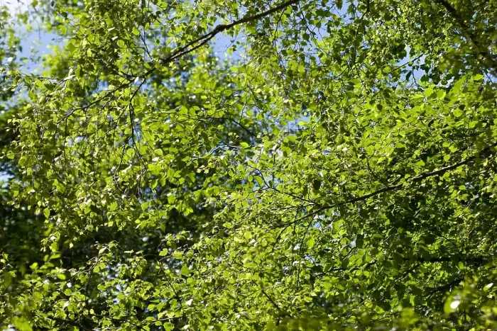 Framed Print : Bladerdak, Canopy