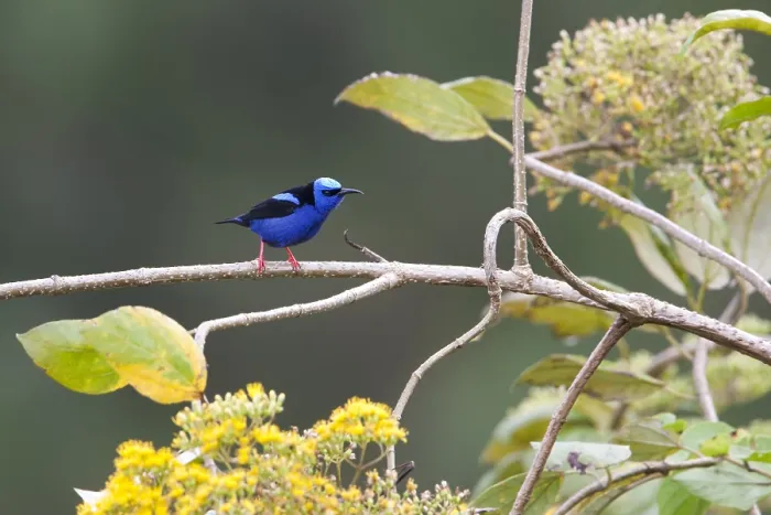 Framed Print : Blauwe Suikervogel, Red-legged Honeycreeper, Cyanerpes cyaneus
