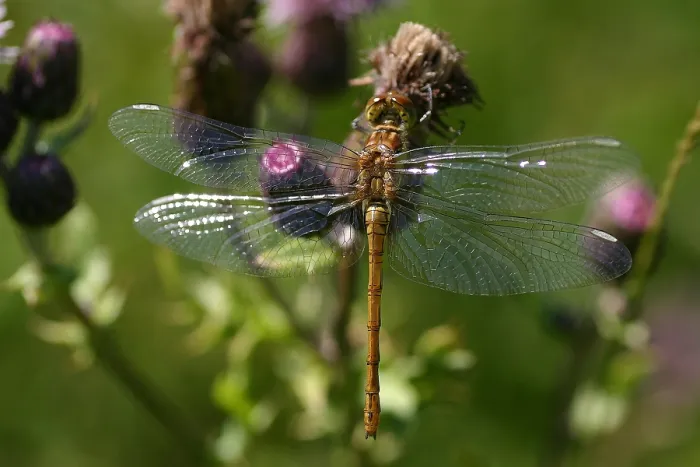 Framed Print : Bloedrode heidelibel, Ruddy Darter
