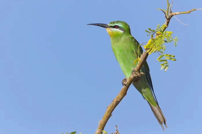 Framed Print : Blue-cheeked Bee-eater