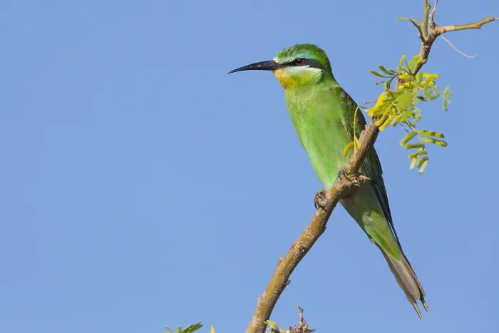 Framed Print : Blue-cheeked Bee-eater
