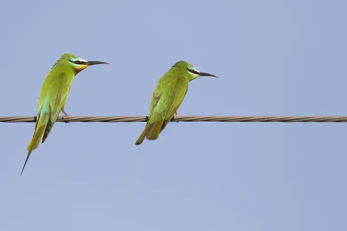 Framed Print : Blue-cheeked Bee-eater, Merops persicus Framed Print : Blue-cheeked Bee-eater, Merops persicus