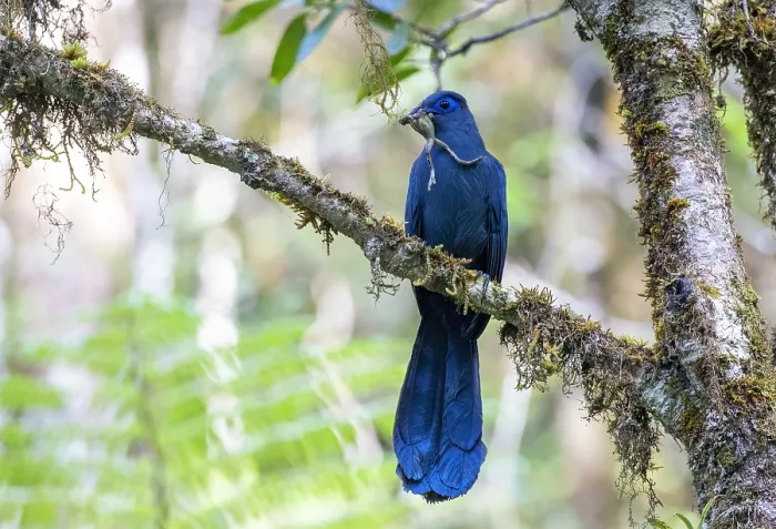 Framed Print : Blue Coua, Coua caerulea