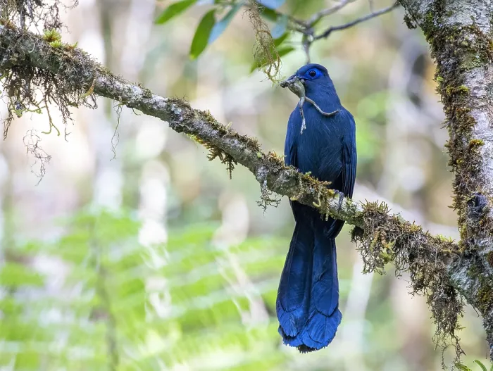 Framed Print : Blue Coua, Coua caerulea