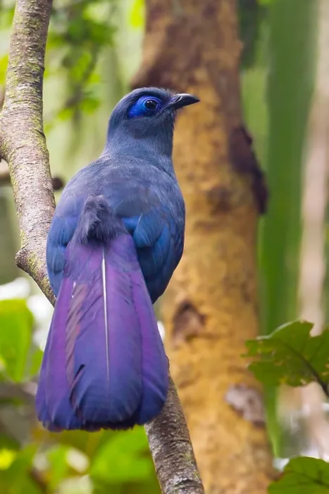 Framed Print : Blue Coua, Coua caerulea