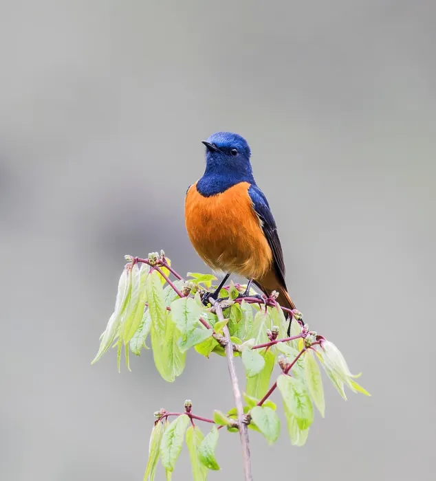 Framed Print : Blue-fronted redstart, Phoenicurus frontalis