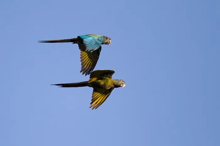 Framed Print : Blue-headed Macaw
