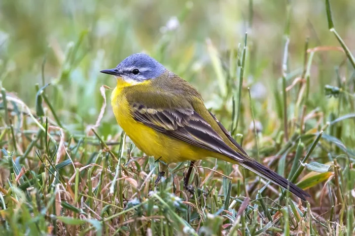 Framed Print : Blue-headed Wagtail, Motacilla flava
