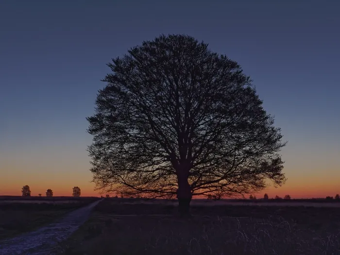 Framed Print : Blue Hour with beechtree