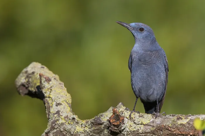 Framed Print : Blue Rock Thrush