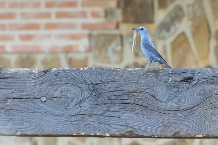 Framed Print : Blue Rock Thrush; Blauwe Rotslijster; Monticola solitarius