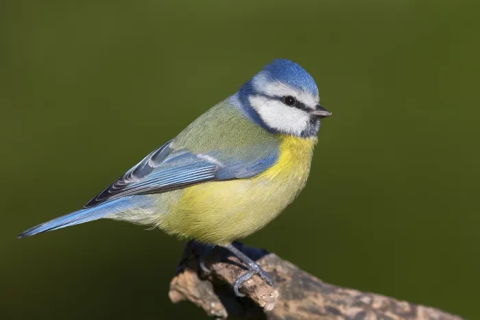 Framed Print : Blue Tit (Cyanistes caeruleus), adult perched on a dead branch