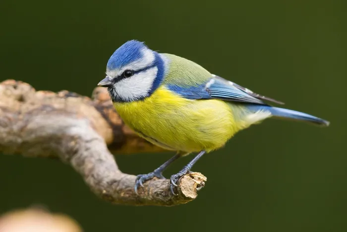 Framed Print : Blue Tit (Cyanistes caeruleus), adult perched on a dead branch