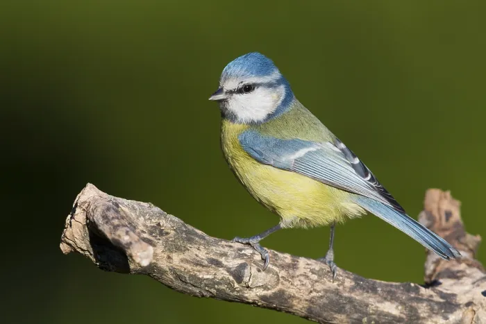 Framed Print : Blue Tit (Cyanistes caeruleus), adult perched on a dead branch