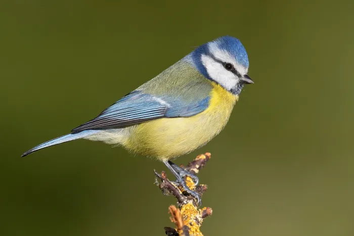 Framed Print : Blue Tit (Cyanistes caeruleus), adult perched on a branch