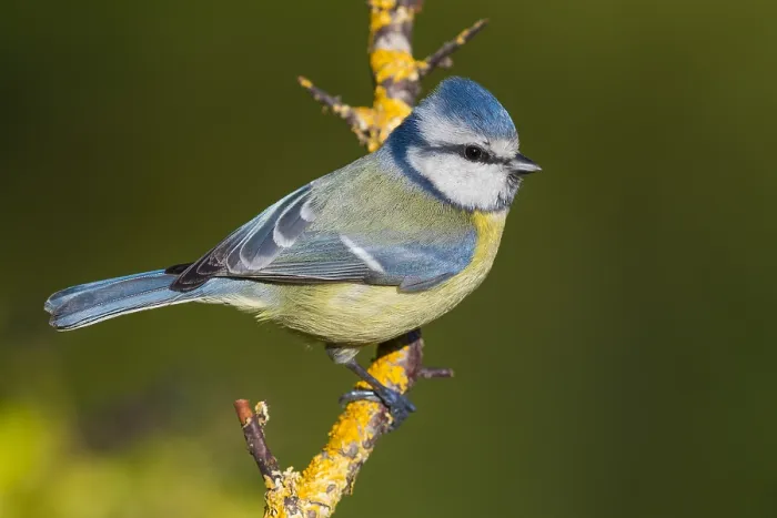 Framed Print : Blue Tit (Cyanistes caeruleus), adult perched on a branch