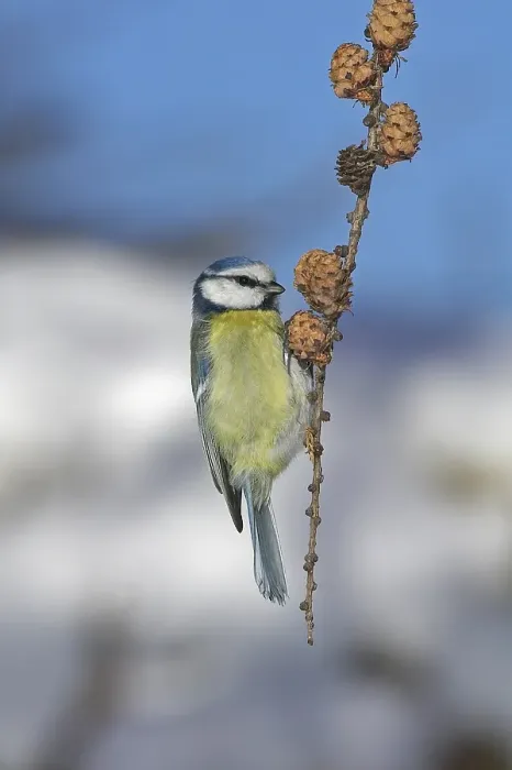 Framed Print : Blue Tit, Pimpelmees, Cyanistes caeruleus