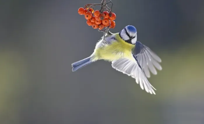 Framed Print : Blue Tit, Pimpelmees, Cyanistes caeruleus