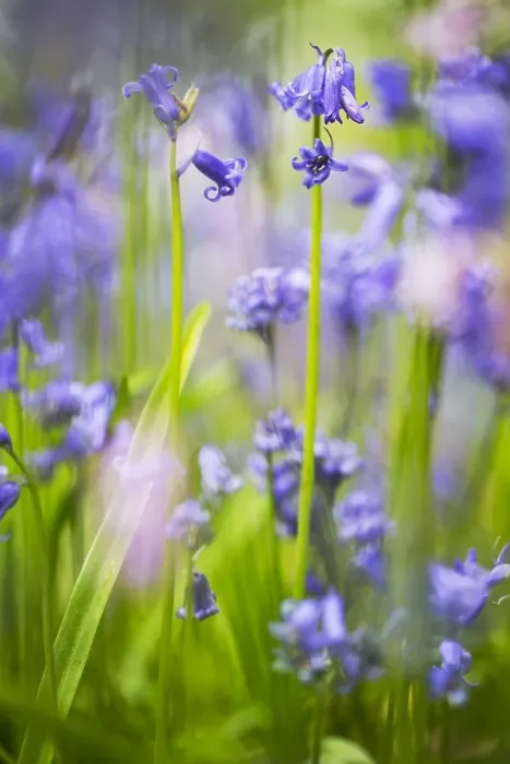 Framed Print : Bluebell, Hyacinthoides non-scripta