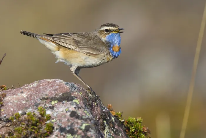 Framed Print : Bluethroat