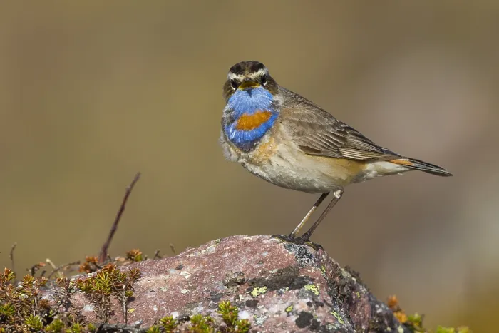 Framed Print : Bluethroat