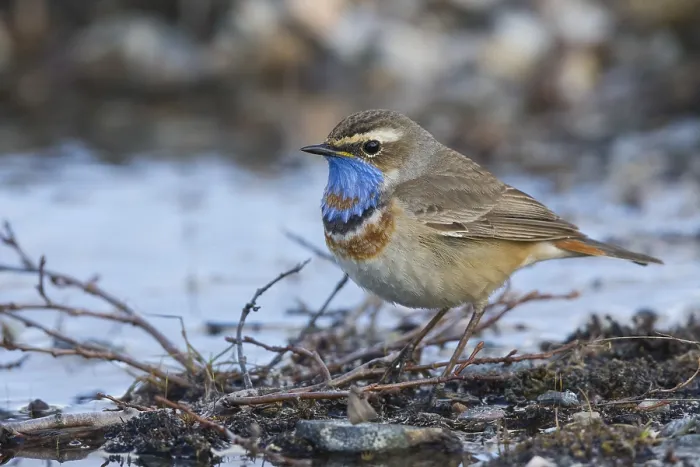 Framed Print : Bluethroat Framed Print : Bluethroat