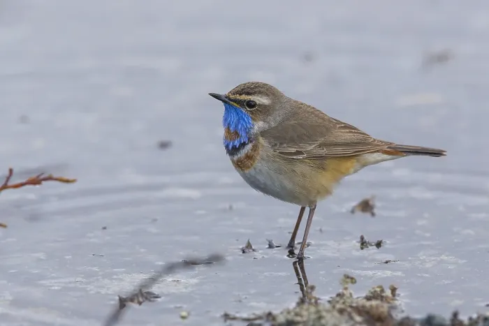 Framed Print : Bluethroat
