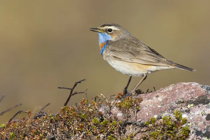 Framed Print : Bluethroat