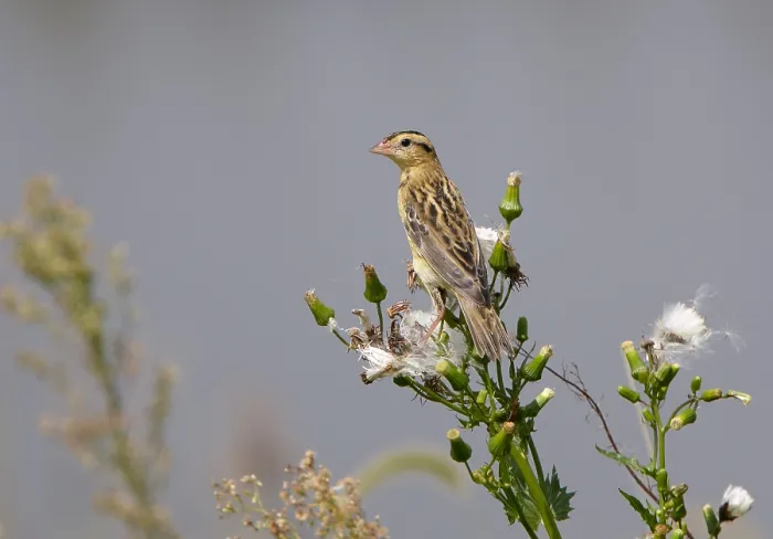 Framed Print : Bobolink. Autumn Bobolink at Brigantine, New Jersey, USA