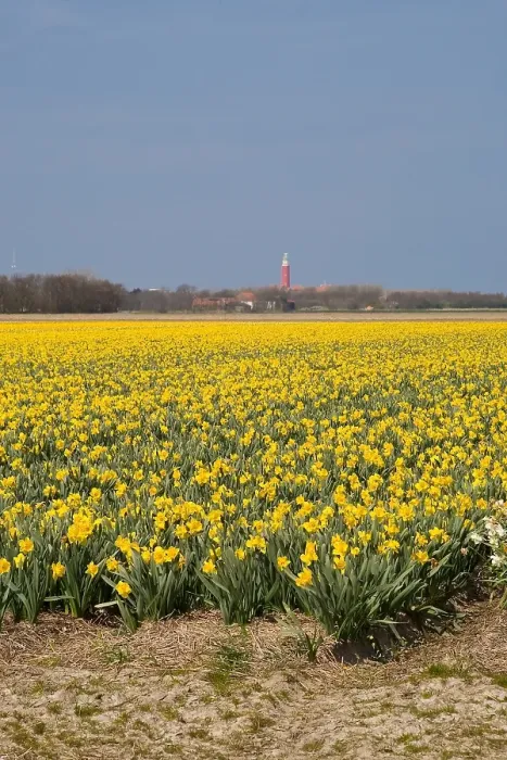 Framed Print : Bollenveld; Flowerbed