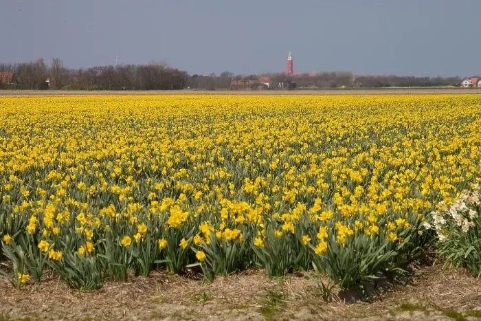 Framed Print : Bollenveld; Flowerbed