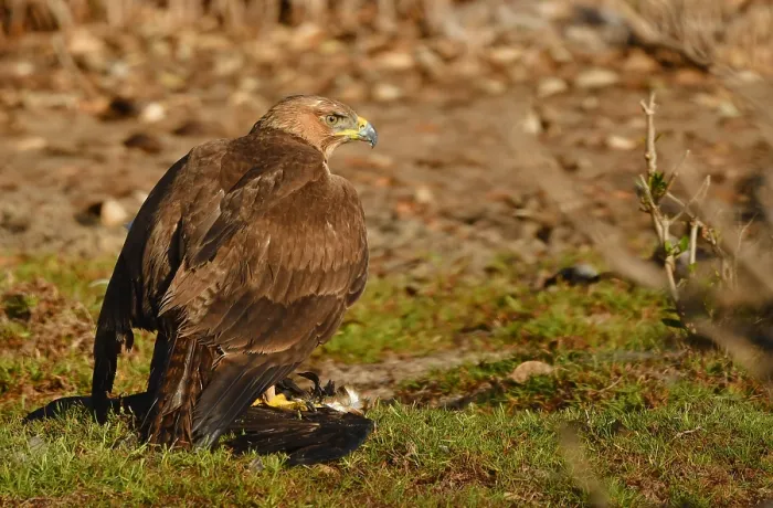Framed Print : Bonelli's Eagle covers its prey