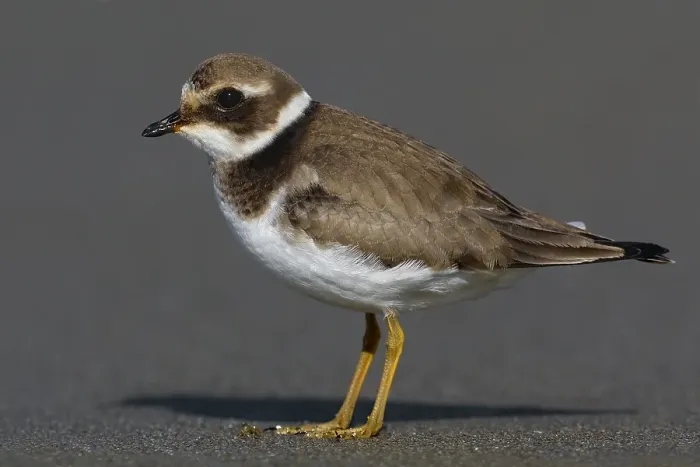 Framed Print : Bontbekplevier, Common Ringed Plover, Charadrius hiaticula