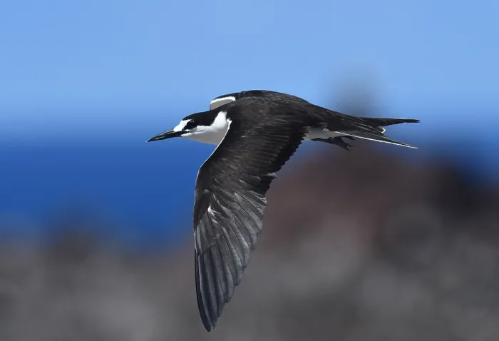 Framed Print : Bonte Stern, Sooty Tern, Onychoprion fuscatus