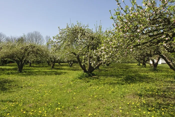 Framed Print : Boomgaard, Orchard