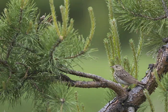 Framed Print : Boompieper, Tree Pipit, Anthus trivialis ssp. trivialis