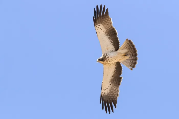 Framed Print : Booted Eagle