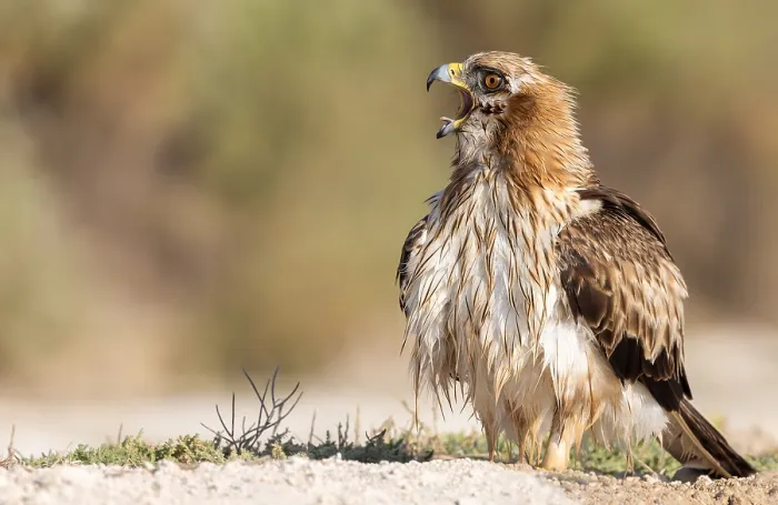 Framed Print : Booted Eagle; Aquila pennata