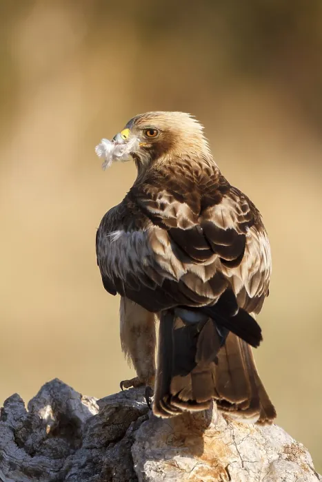 Framed Print : Booted Eagle, Hieraaetus pennatus Framed Print : Booted Eagle, Hieraaetus pennatus