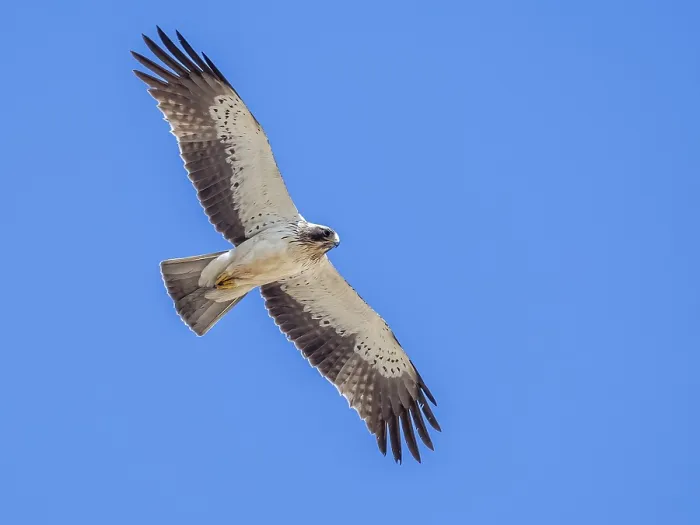 Framed Print : Booted Eagle, Hieraaetus pennatus