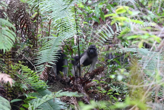 Framed Print : Booted Macaque, Macaca ochreata