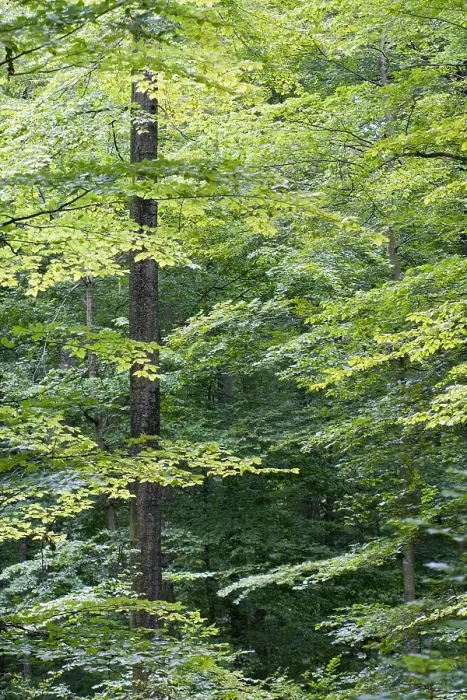 Framed Print : Bos, Forest