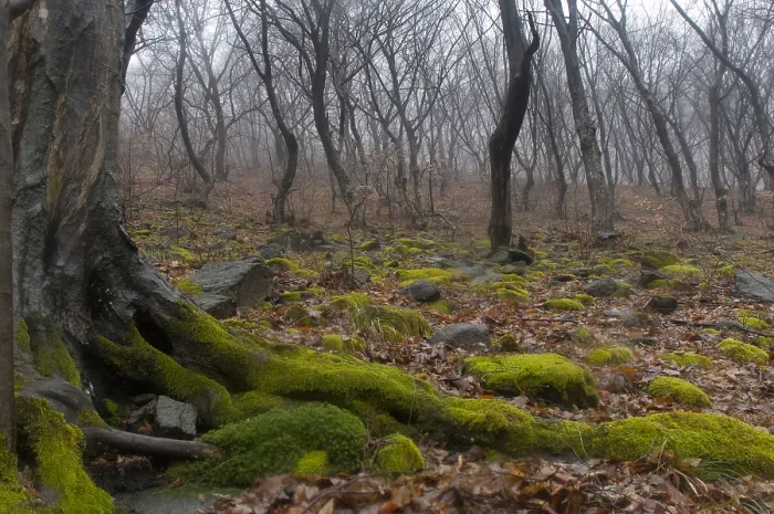 Framed Print : Bos, Forest