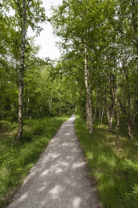Framed Print : Bospad, Forest path